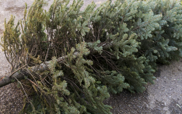 Where to recycle your Christmas Tree